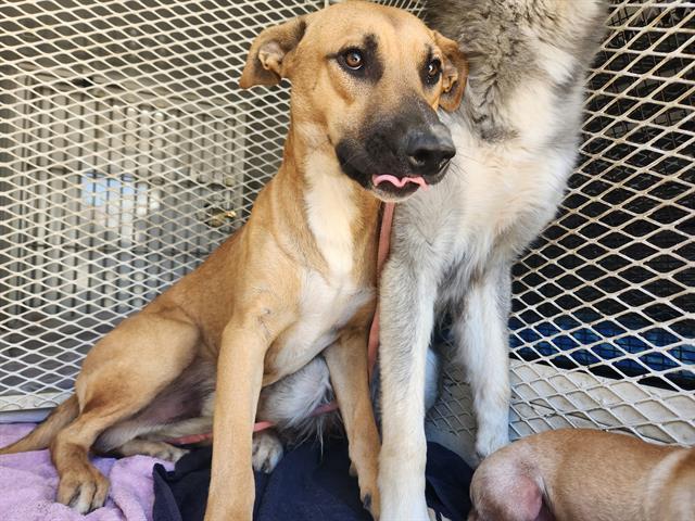 adoptable Dog in Bakersfield, CA named *SALIX