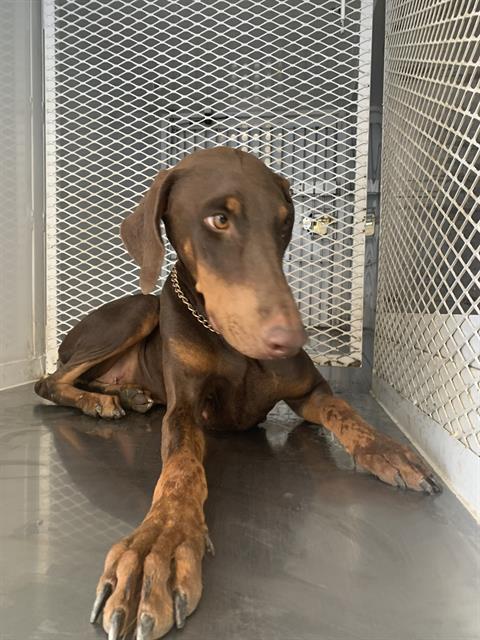 adoptable Dog in Bakersfield, CA named *MOCHA