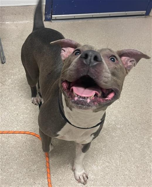 adoptable Dog in Bakersfield, CA named *TIA