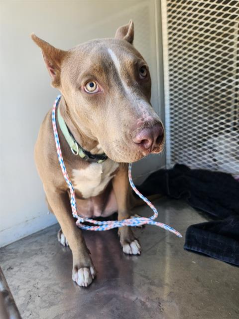 adoptable Dog in Bakersfield, CA named *DAWN