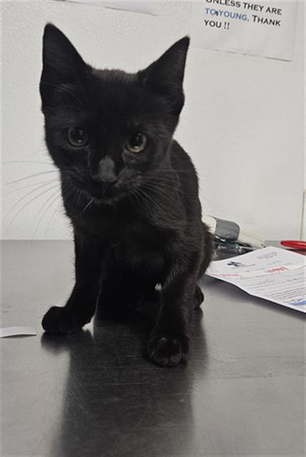 adoptable Cat in Bakersfield, CA named *NIGHTINGALE