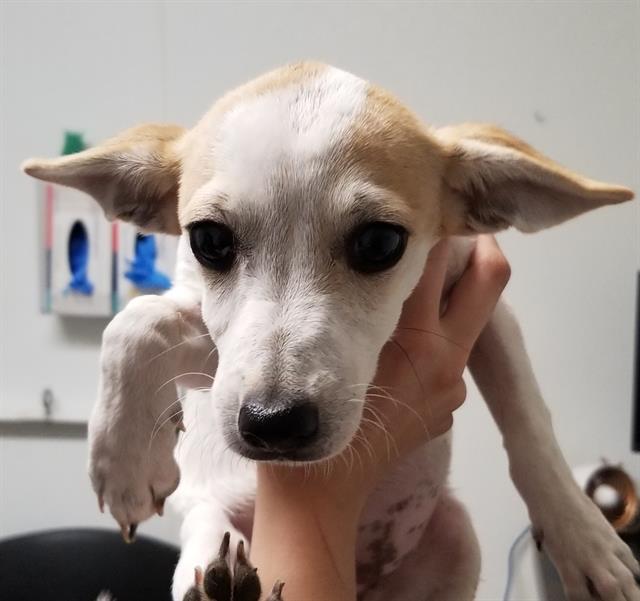 adoptable Dog in Bakersfield, CA named *SELENA