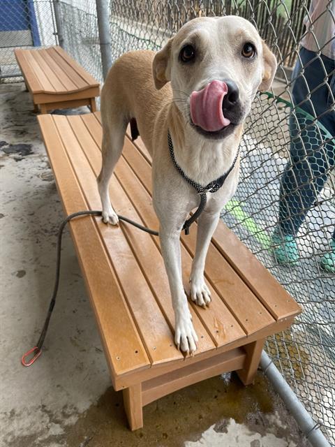 adoptable Dog in Bakersfield, CA named *THELMA