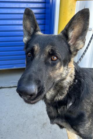 adoptable Dog in Bakersfield, CA named *PHYLIS