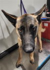 adoptable Dog in  named *ESTHER