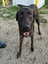 adoptable Dog in Bakersfield, CA named *ROCKY