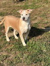 adoptable Dog in Bakersfield, CA named *CORONA