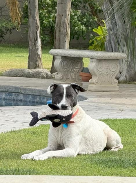 adoptable Dog in Bakersfield, CA named BEAR