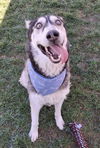adoptable Dog in  named COSMO