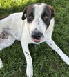 adoptable Dog in Bakersfield, CA named *WYATT