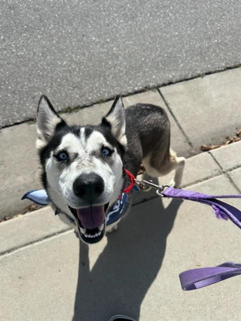 adoptable Dog in Bakersfield, CA named *LALA