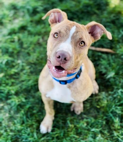 picture of the dog needing adoption
