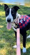 adoptable Dog in Bakersfield, CA named *BRIDGET