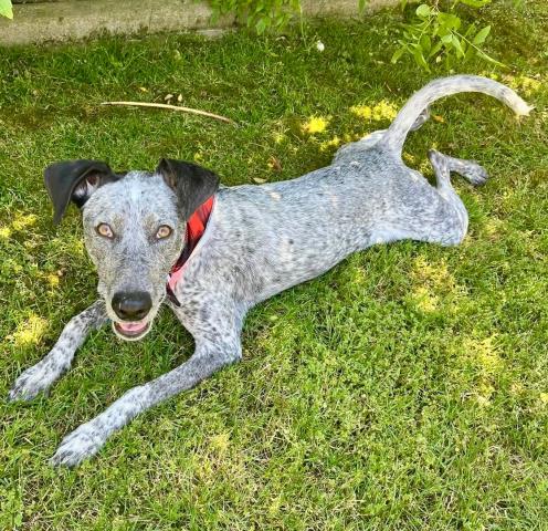 picture of the dog needing adoption