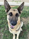 adoptable Dog in Bakersfield, CA named *TIMMY