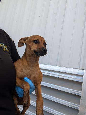 picture of the dog needing adoption