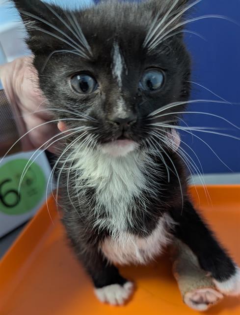 picture of the cat needing adoption