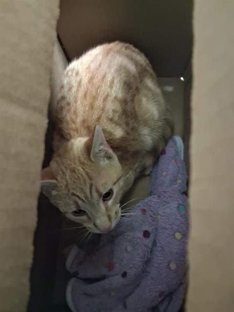picture of the cat needing adoption