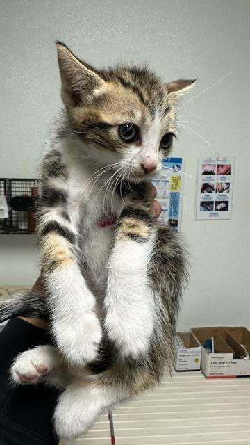 picture of the cat needing adoption