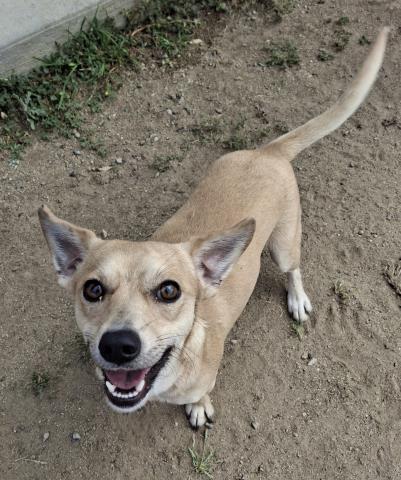 picture of the dog needing adoption