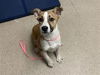 adoptable Dog in Bakersfield, CA named *BUBS