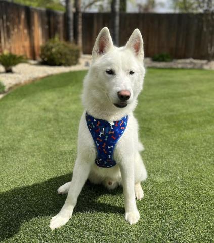 picture of the dog needing adoption