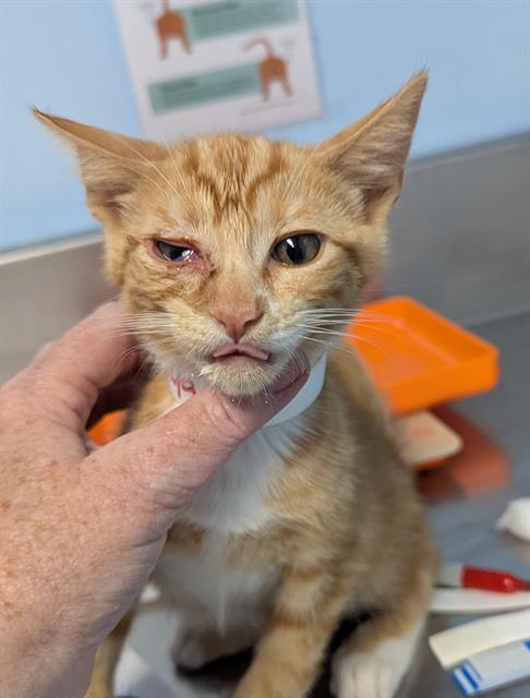 picture of the cat needing adoption