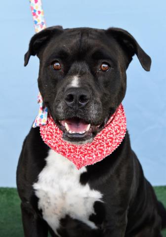 adoptable Dog in Bakersfield, CA named WHISKEY