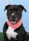 adoptable Dog in Bakersfield, CA named WHISKEY