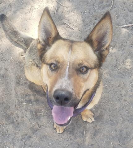 adoptable Dog in Bakersfield, CA named *SADIE