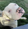 adoptable Dog in Bakersfield, CA named *KEITH