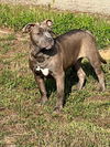 adoptable Dog in Bakersfield, CA named *GINNY