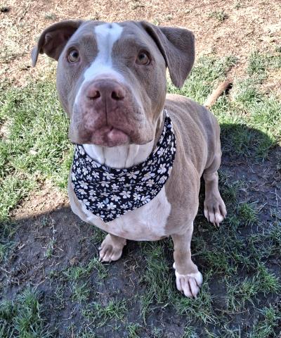 adoptable Dog in Bakersfield, CA named ARROW