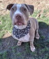 adoptable Dog in Bakersfield, CA named ARROW