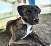 adoptable Dog in Bakersfield, CA named DANDELION