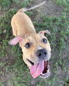 adoptable Dog in Bakersfield, CA named *PERSEPHONE