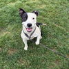 adoptable Dog in Bakersfield, CA named *BONNI