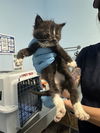 adoptable Cat in Bakersfield, CA named *CAPTAIN TOE BEANS