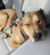 adoptable Dog in Bakersfield, CA named *JEFFERSON