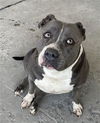 adoptable Dog in Bakersfield, CA named BABE