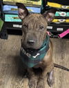 adoptable Dog in Bakersfield, CA named *SHARKLEBERRY