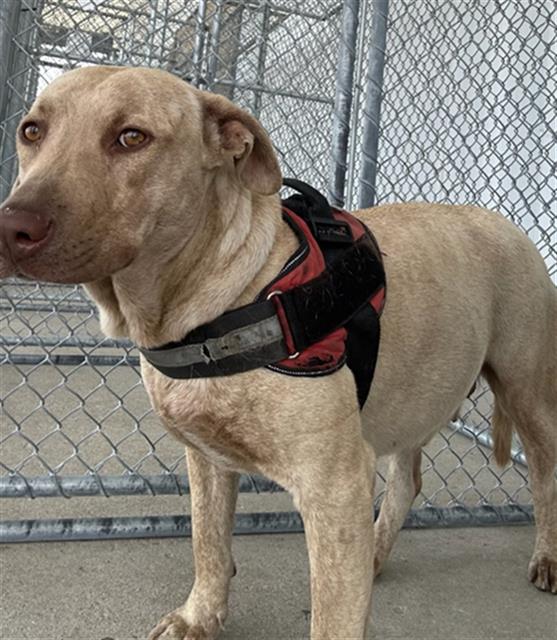 adoptable Dog in Bakersfield, CA named *CANDACE