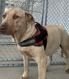 adoptable Dog in Bakersfield, CA named *CANDACE