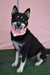 adoptable Dog in  named *LAVA CAKE