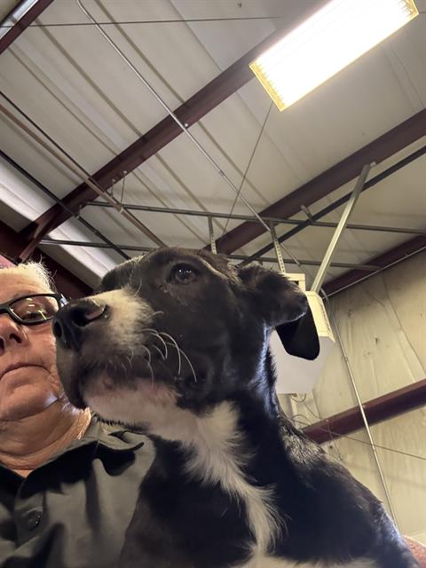 adoptable Dog in Bakersfield, CA named MICKIE