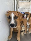 adoptable Dog in Bakersfield, CA named JEFF
