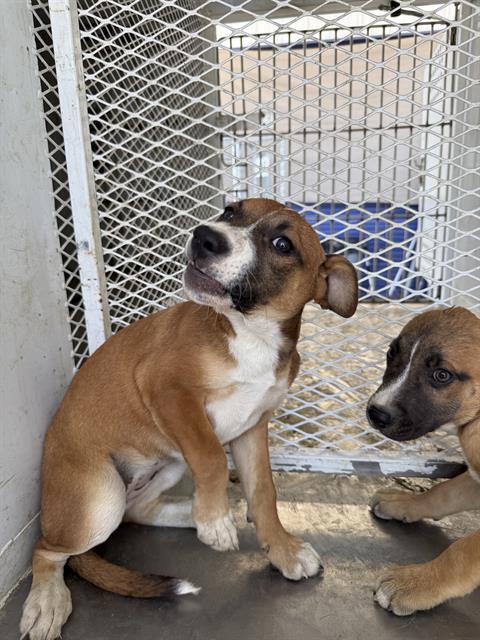 adoptable Dog in Bakersfield, CA named SKEET