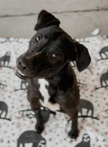 adoptable Dog in Bakersfield, CA named *BETTY