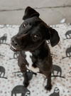 adoptable Dog in Bakersfield, CA named *BETTY