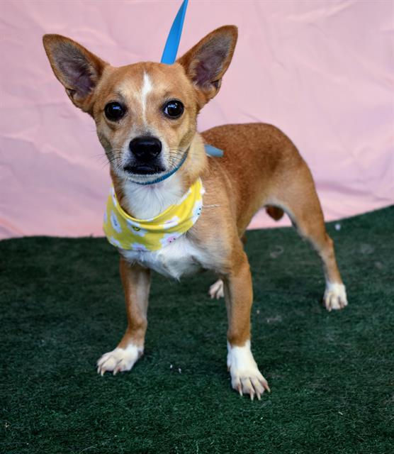 adoptable Dog in Bakersfield, CA named *LANGERS